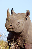 AFW 05 HP0003 01
Portrait Of Black Rhinoceros In Savanna Zululand, South Africa