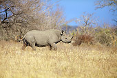AFW 05 HP0004 01
Black Rhinoceros Walking Through Savanna Kruger National Park, South Africa