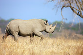 AFW 05 HP0005 01
Black Rhinoceros Walking Through Savanna Kruger National Park, South Africa