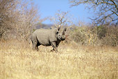 AFW 05 HP0006 01
Black Rhinoceros Walking Through Savanna Kruger National Park, South Africa