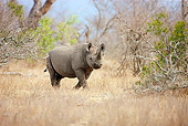 AFW 05 HP0007 01
Black Rhinoceros Walking Through Savanna Kruger National Park, South Africa