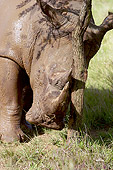 AFW 05 HP0009 01
Portrait Of White Rhinoceros Scratching Head On Tree Trunk