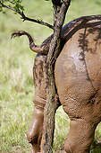 AFW 05 HP0010 01
Portrait Of White Rhinoceros Marking Territory On Tree Trunk