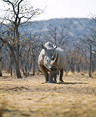 AFW 05 JZ0002 01
Portrait Of White Rhinoceros Standing In Savanna
