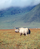 AFW 05 JZ0003 01
Portrait Of White Rhinoceros Standing In Savanna