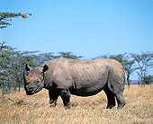 AFW 05 JZ0004 01
Portrait Of White Rhinoceros Standing In Savanna Eating Grass