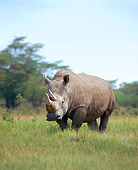 AFW 05 JZ0005 01
Portrait Of White Rhinoceros Standing In Grass