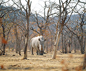 AFW 05 JZ0007 01
White Rhinoceros Standing In Savanna