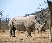 AFW 05 JZ0008 01
White Rhinoceros Standing In Savanna
