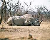 AFW 05 JZ0009 01
White Rhinoceros Laying In Savanna