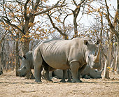 AFW 05 JZ0010 01
Herd Of White Rhinoceros Standing In Savanna