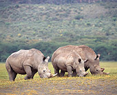 AFW 05 JZ0011 01
Herd Of White Rhinoceros Grazing In Savanna