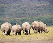AFW 05 JZ0012 01
Back View Of White Rhinoceros Grazing In Savanna