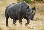 AFW 05 MC0002 01
Black Rhinoceros Walking Through Savanna Kenya
