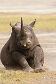 AFW 05 MC0003 01
Black Rhinoceros Resting In Savanna Kenya