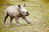 AFW 05 MC0004 01
White Rhinoceros Baby Walking On Grassland Kenya