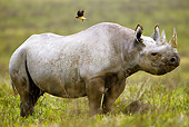 AFW 05 MC0006 01
Black Rhinoceros Standing With Oxpecker In Ngorongoro Crater Tanzania