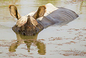 AFW 05 MC0008 01
Indian Rhinoceros Swimming In Chitwan National Park, Nepal