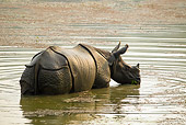 AFW 05 MC0009 01
Indian Rhinoceros Wading In Water Chitwan National Park, Nepal