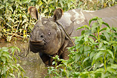 AFW 05 MC0011 01
Close-Up Of Indian Rhinoceros Wading In Chitwan National Park, Nepal
