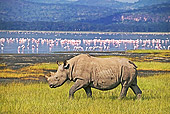 AFW 05 MH0001 01
Black Rhinoceros Walking On Savanna By Lake Kenya