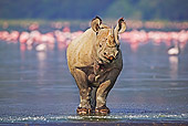 AFW 05 MH0002 01
Black Rhinoceros Standing By Lake Kenya