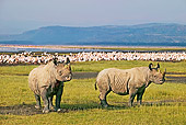 AFW 05 MH0003 01
Two Black Rhinoceroses Standing On Savanna By Lake Kenya