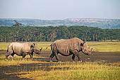 AFW 05 MH0004 01
Two Black Rhinoceroses 
Walking On Savanna Kenya
