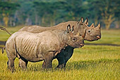 AFW 05 MH0005 01
Two Black Rhinoceroses 
Standing On Savanna Kenya
