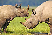 AFW 05 MH0006 01
Two Black Rhinoceroses 
Standing On Savanna Kenya