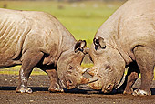 AFW 05 MH0007 01
Two Black Rhinoceroses 
Nuzzling On Savanna Kenya