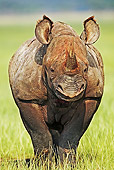 AFW 05 MH0008 01
Black Rhinoceros Standing On Savanna Kenya