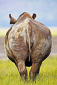 AFW 05 MH0009 01
Back View Of Black Rhinoceros Standing On Savanna Kenya