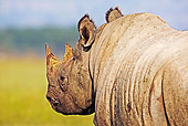 AFW 05 MH0010 01
Head Shot Of Black Rhinoceros Standing On Savanna Kenya