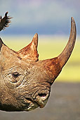 AFW 05 MH0011 01
Head Shot Of Black Rhinoceros Standing On Savanna Kenya