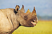 AFW 05 MH0012 01
Head Shot Of Black Rhinoceros Standing On Savanna Kenya