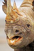 AFW 05 MH0013 01
Head Shot Of Black Rhinoceros Standing On Savanna Kenya