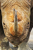 AFW 05 MH0014 01
Head Shot Of Black Rhinoceros Standing On Savanna Kenya