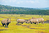 AFW 05 MH0015 01
Black And White Rhinoceroses Standing On Savanna Kenya