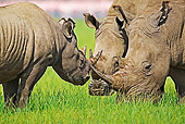 AFW 05 MH0016 01
Black Rhinoceros And Two White Rhinoceroses Grazing On Savanna Kenya