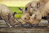 AFW 05 MH0017 01
Black Rhinoceros And Two White Rhinoceroses Standing On Savanna Kenya