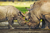 AFW 05 MH0018 01
Black Rhinoceros And Two White Rhinoceroses Standing On Savanna Kenya