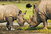 AFW 05 MH0019 01
Black Rhinoceros And White Rhinoceros Standing On Savanna Kenya