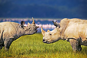 AFW 05 MH0020 01
Black Rhinoceros And White Rhinoceros Standing On Savanna Kenya
