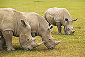 AFW 05 MH0023 01
White Rhinoceros Family Grazing On Savanna Kenya
