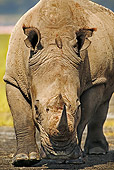AFW 05 MH0024 01
White Rhinoceros Walking On Savanna Kenya