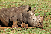 AFW 05 MH0026 01
White Rhinoceros Laying On Savanna Kenya