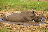 AFW 05 MH0027 01
White Rhinoceros Rolling In Mud On Savanna Kenya
