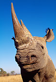 AFW 05 MH0028 01
Head Shot Of Black Rhinoceros Against Blue Sky