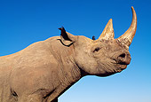 AFW 05 MH0029 01
Close-Up Of Black Rhinoceros Against Blue Sky